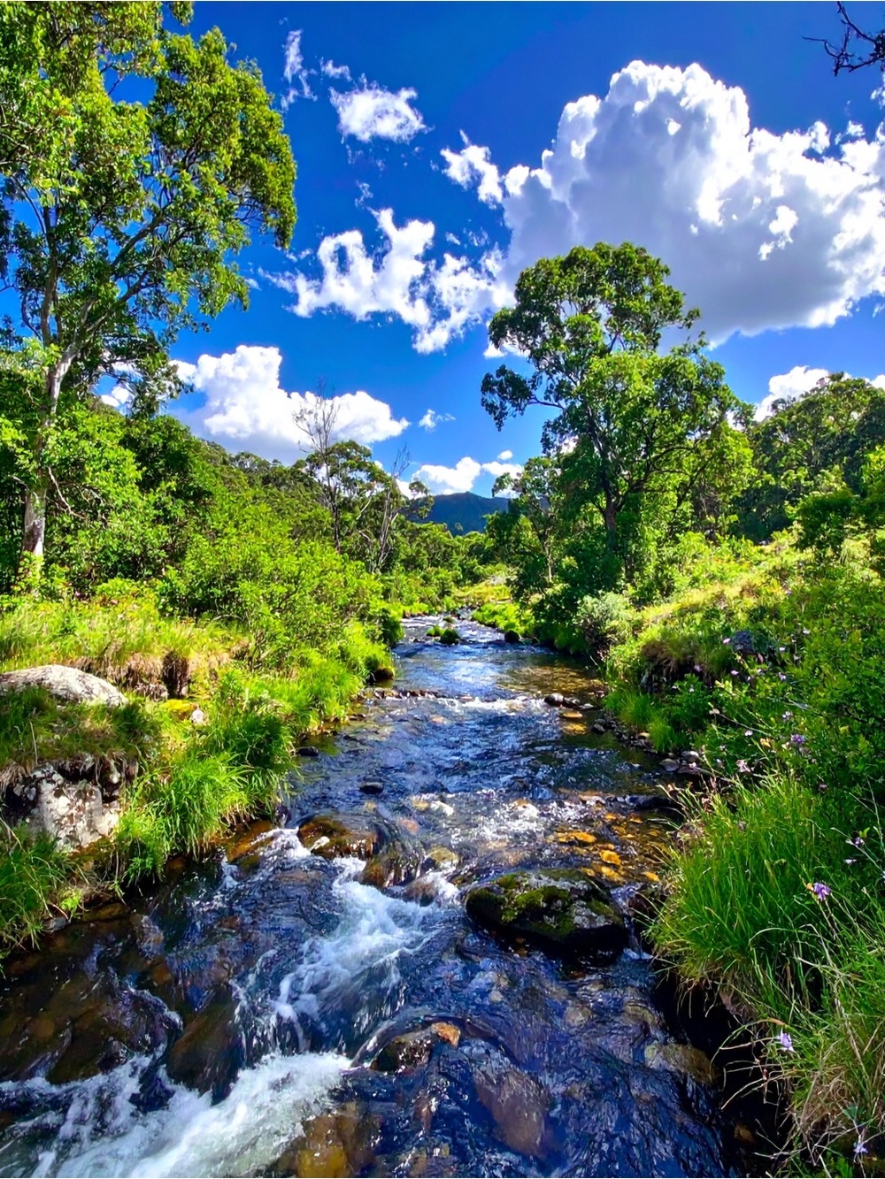 Vibrant River Landscape Wall Art Photo - Green & Blue